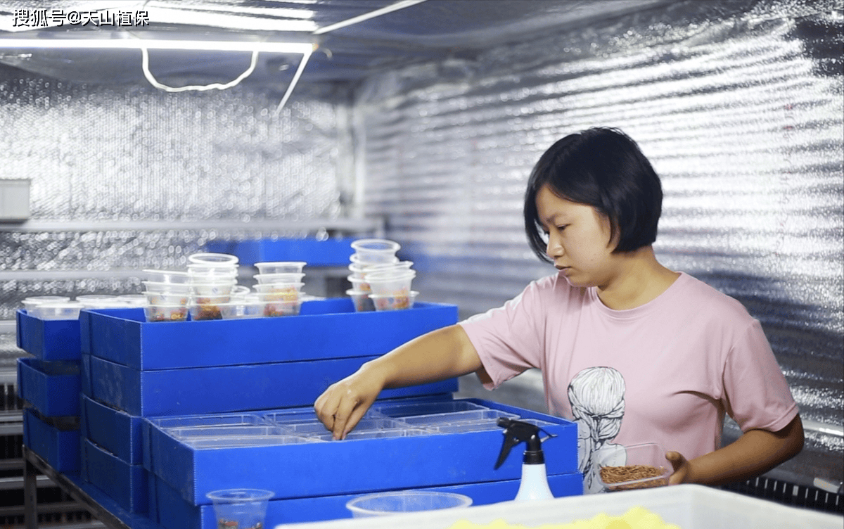 抓蝎子的技巧和方法