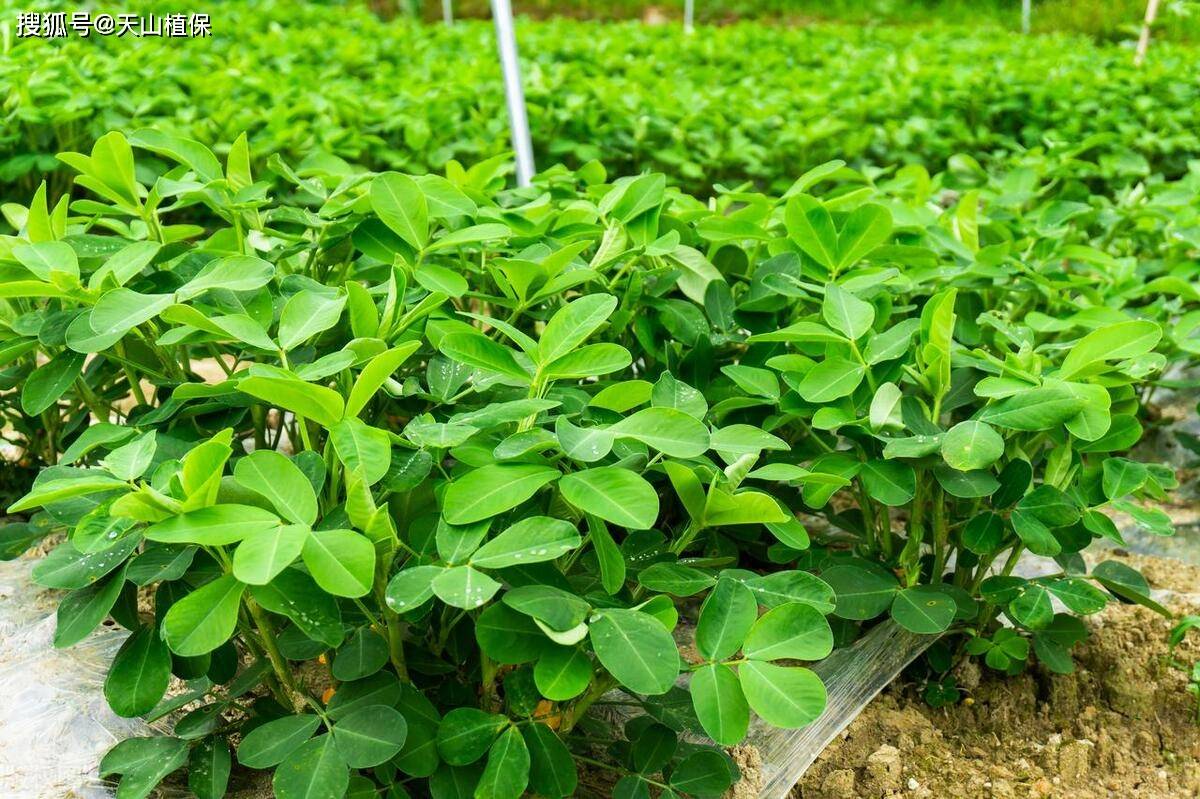 花生的管理方法和技巧