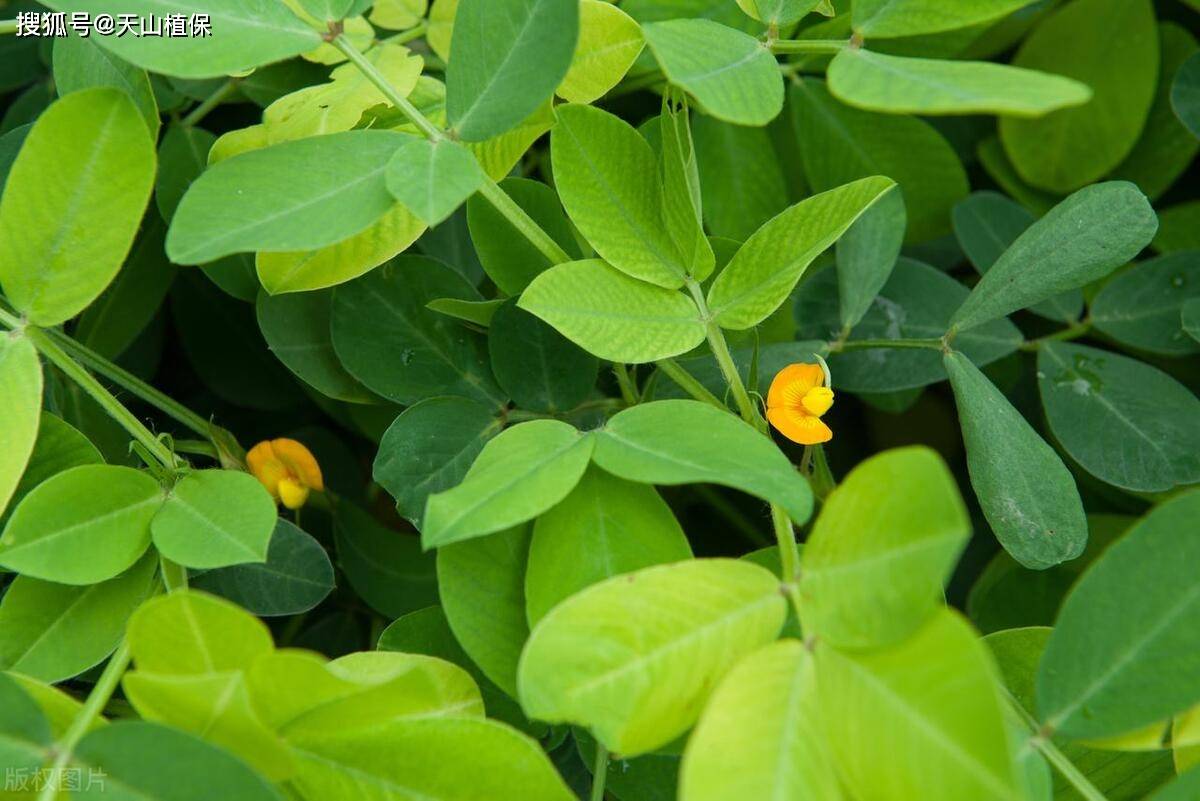 花生的管理方法和技巧